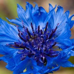 Kornblume