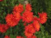 Chrysantheme