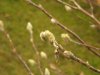 Magnolienknospen