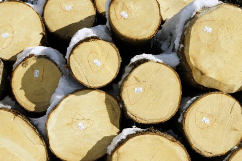 Baumstämme