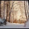 Winterspaziergang auf dem Albis