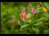 Rhododendronblüte geschlossen