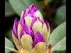 Rhododendronblüte geschlossen 3