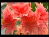 Rhododendronblüten rot-orange