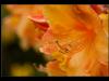 Rhododendronblüten orange