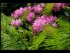 Rhododendronblüten und Farne