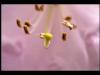 Rhododendronblüte rosa