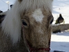 Pony