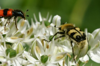 Gebänderter Pinselkäfer & Gemeiner Bienenkäfer