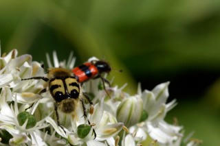 Gebänderter Pinselkäfer & Gemeiner Bienenkäfer