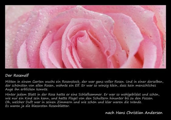 rose-mit-gedicht2.jpg