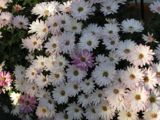 Chrysantheme in zartem rosé