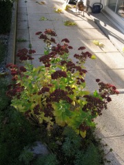 Fetthenne mit herbstlicher Färbung