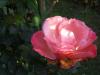 noch eine wundervoll duftende Rose