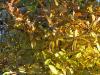 bunt verfärbte Blätter der Sternmagnolie