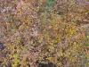 Herbstfarben