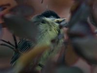Junge Kohlmeise - man bin ich müde