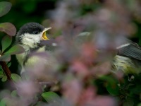 Junge Kohlmeise - "Huuuungäääärr!"