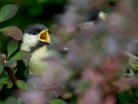 Junge Kohlmeise - "Huuuungäääärr!"