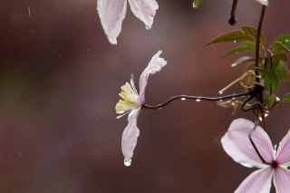 Clematis im Regen