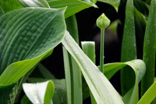 Schattenbeet im Regen