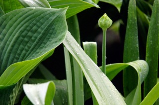 Schattenbeet im Regen