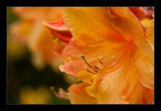 Rhododendronblüten orange