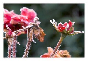 frostig