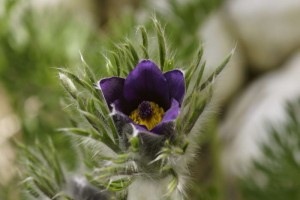 Küchenschelle
