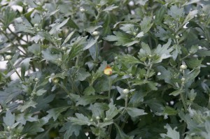 die ersten Chrysanthemen-Knospen - kommt mir irgendwie etwas früh vor...